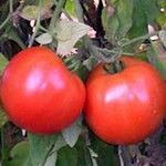 bella rosa Variedades de tomates
