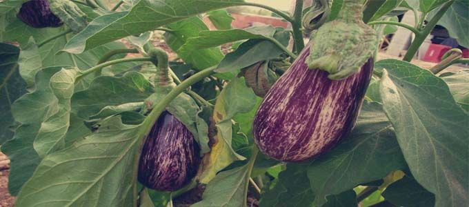 berenjenas tipo morada