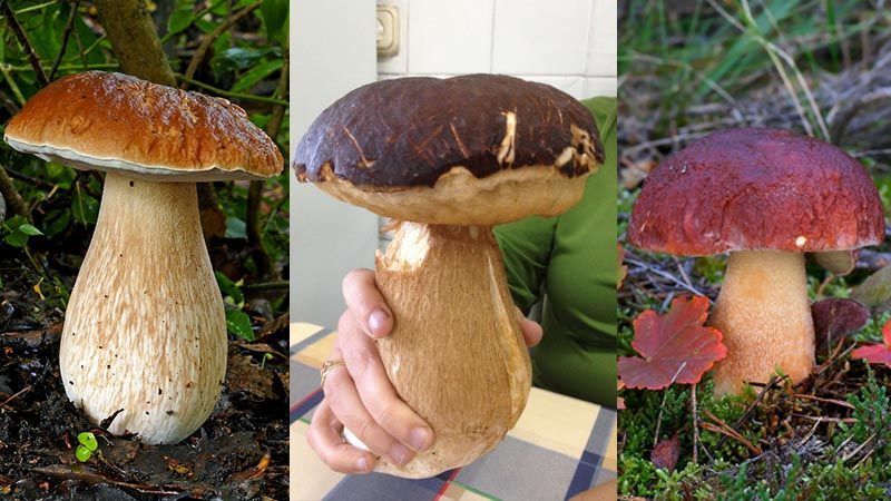 setas comestibles boletus