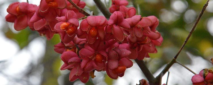 euonymus europaeus bonetero evónimo