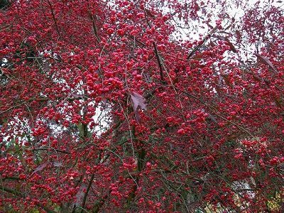 bonetero-evonimo-euonymus-europaeus-2
