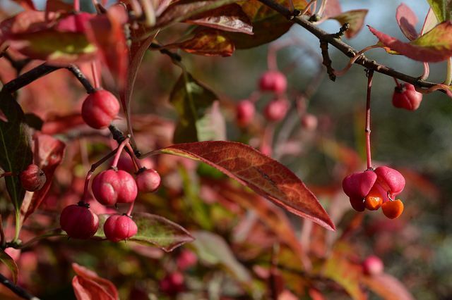bonetero-evonimo-euonymus-europaeus1