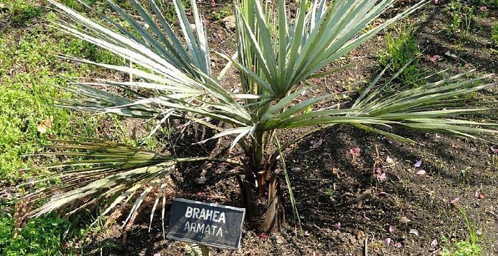 brahea armata la palmera azul