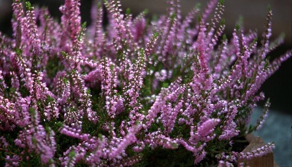 brezo o calluna vulgaris creciendo en mesa de cultivo