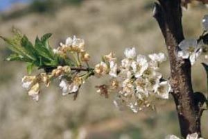 brindilla en ciruelo brindilla en ciruelo, poda del ciruelo en el huerto