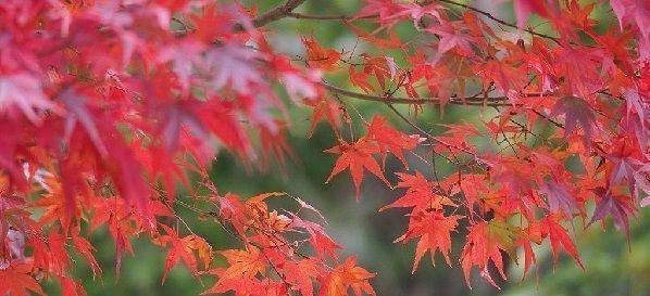 brotación de acer palmatum
