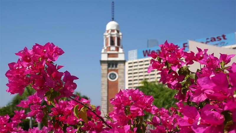 buganvilla enredaderas de flores