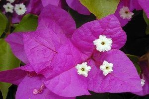 Flor de buganvilla buganvilla flor