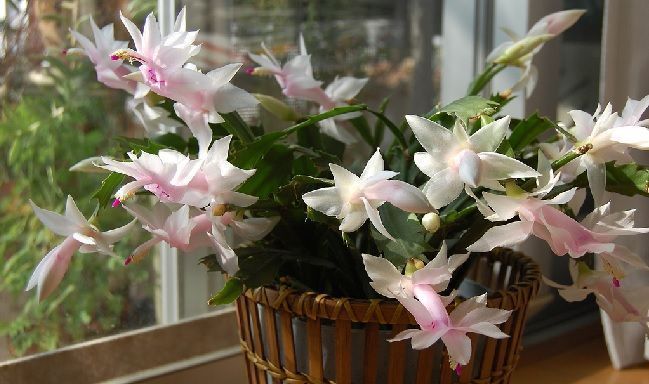 cactus de navidad plantas de interior con flor
