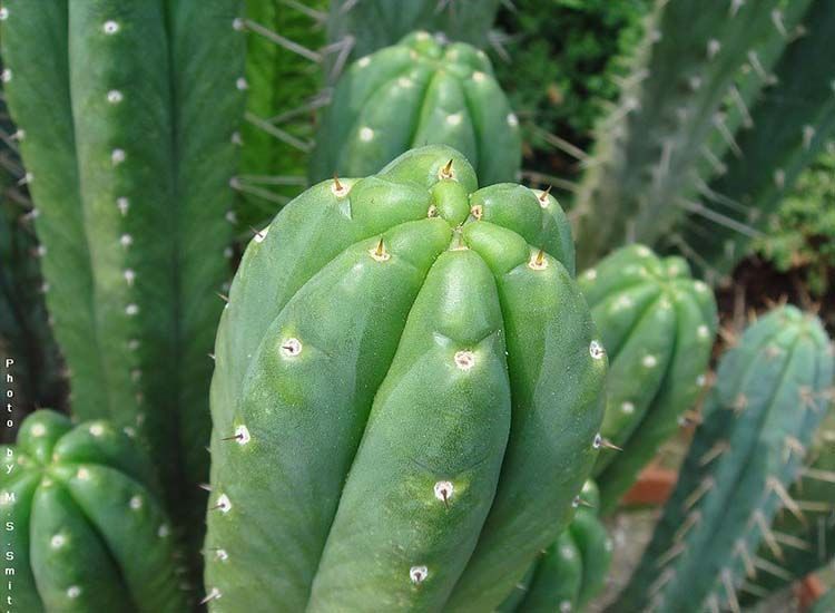 cactus de san pedro
