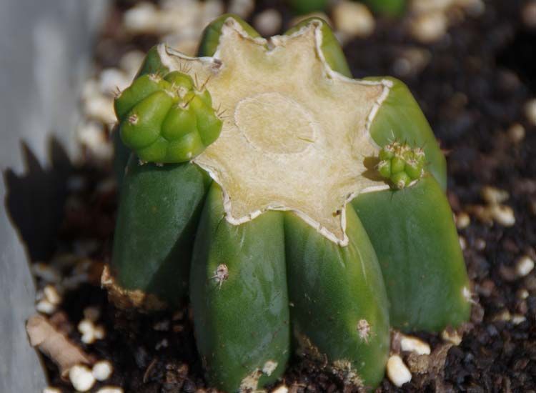 cactus san pedro