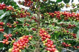 Nertera granadensis. Parecido con el cafeto