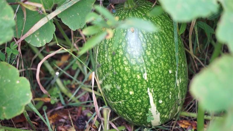 calabaza cidra Cucurbita ficifolia
