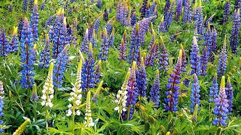 campo de Lupinus angustifolius