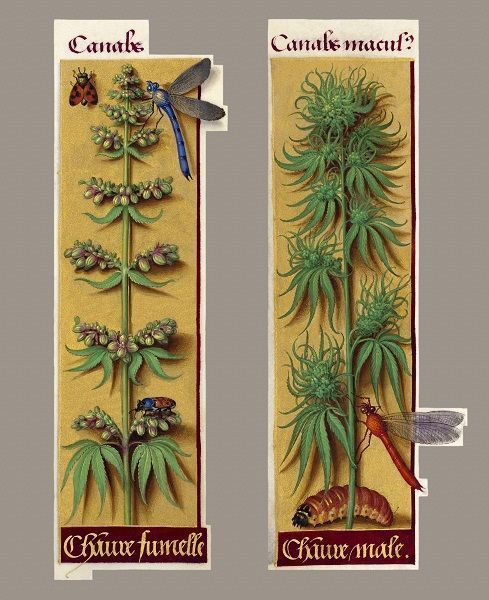 cannabis sativa (2)