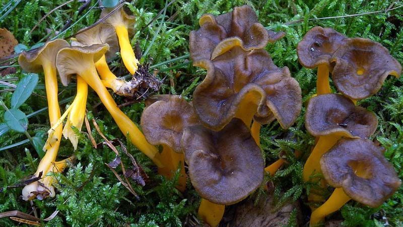 setas comestibles cantharellus