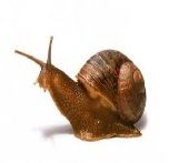 caracol caracol