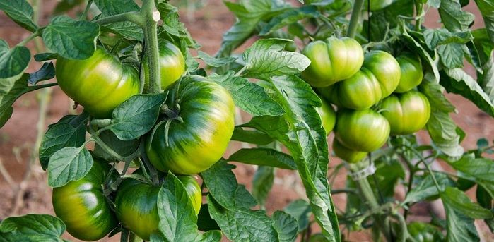 caracteristicas del tomate raf