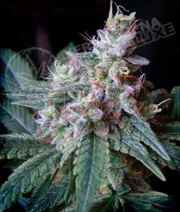 caramel sweet seed