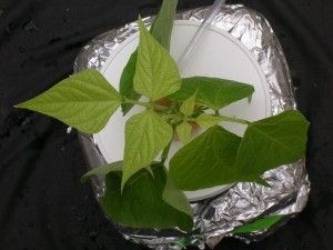 carencia de azufre Abonado de frutales