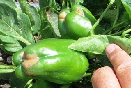 carencia de calcio en pimiento