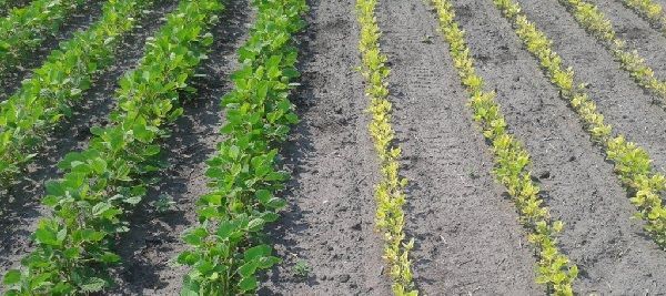carencia de hierro en soja sulfato de hierro