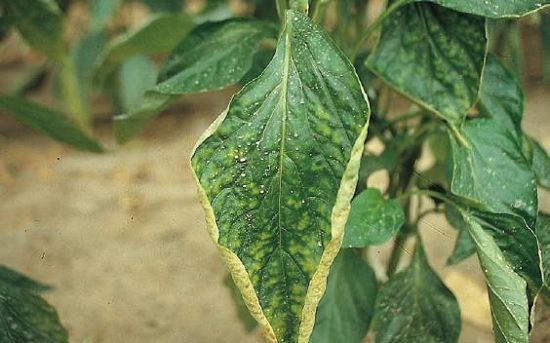 Carencia de magnesio en cultivo de pimiento