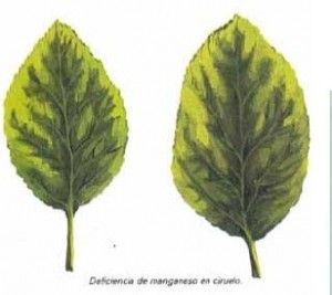 carencia de mn en ciruelo Abonado de frutales