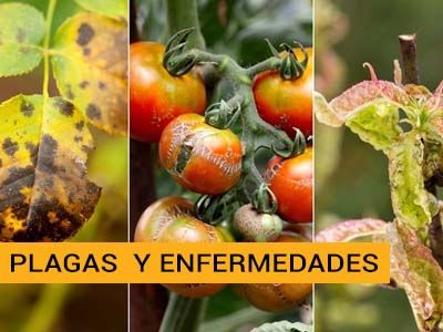 categoría plagas y enfermedades
