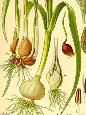 Cebolla bulbo