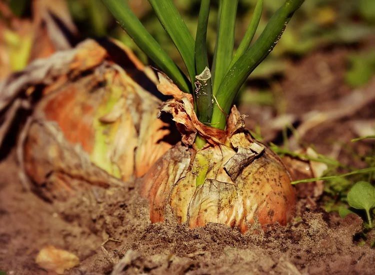 planta de cebolla