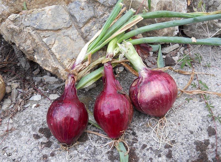 Cebolla morada