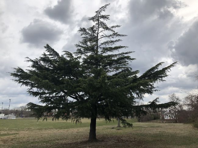 ejemplar de cedro del libano joven