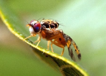 mosca de la fruta ceratitis capitata plagas del peral
