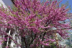 cercis siliquastrum cercis siliquastrum
