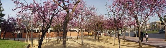 cercis siliquastrum Paisaje de cercis siliquastrum