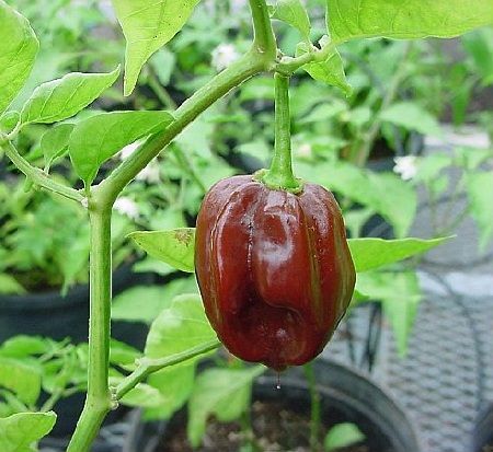 Planta de chile habanero