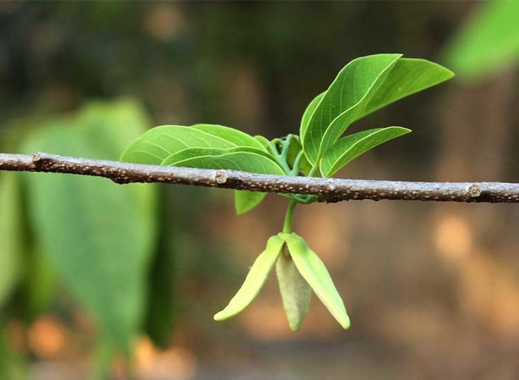 Flor de chirimoyo