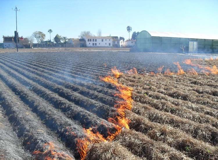 cultivo de chufa