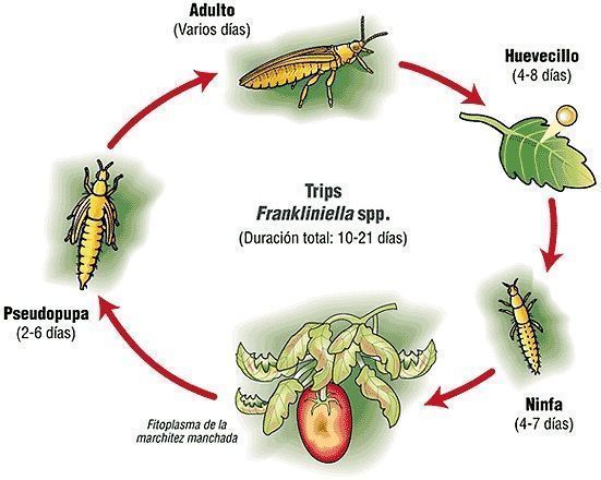 ciclo biológico Frankliniella occidentalis