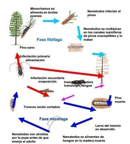 ciclo biológico del nematodo del pino nematodo del pino