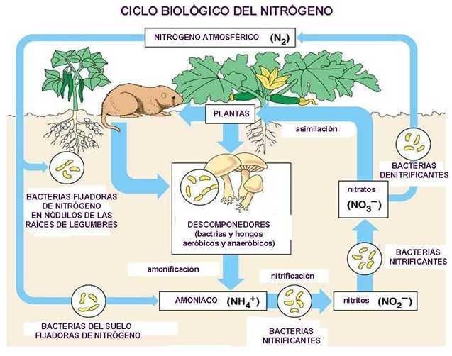 ciclo biológico e inhibidores de la nitrificación