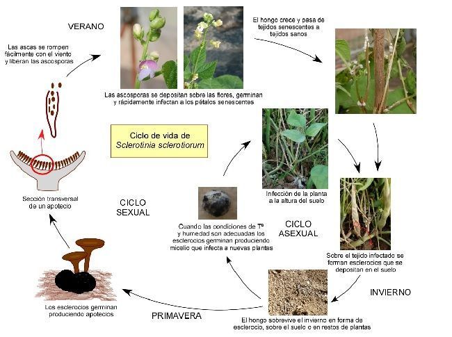 ciclo de Sclerotinia ciclo de Sclerotinia
