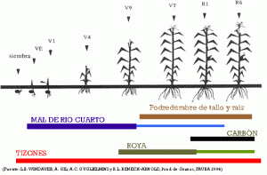 plagas y enfermedades del máiz enfermedades del maíz