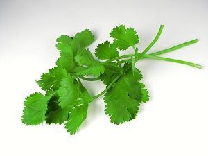 cultivo de cilantro hojas