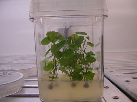 citoquininas e investigación