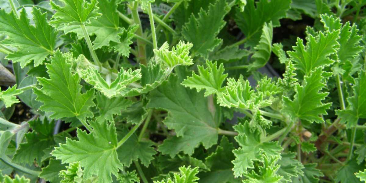 Detalle de la hoja de la falsa citronela