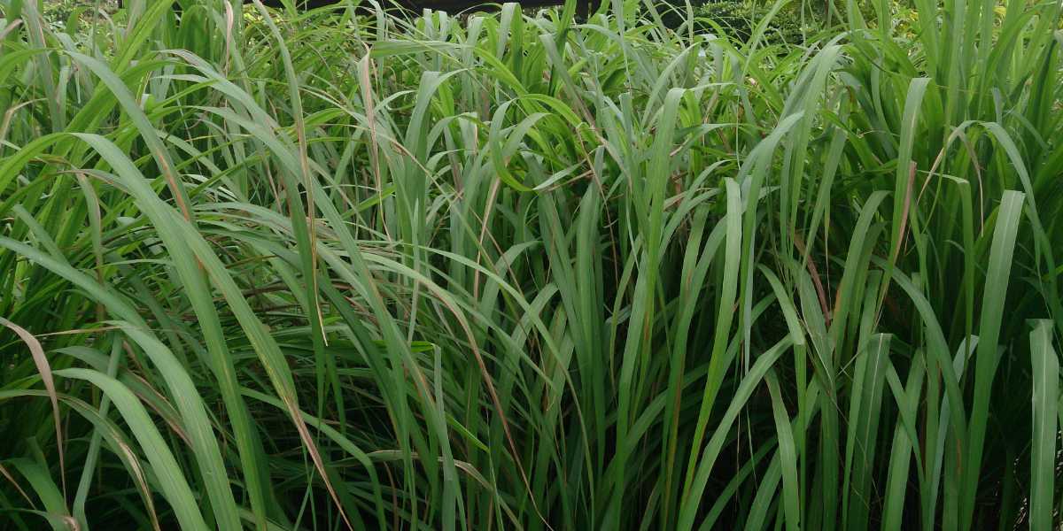 Campo de citronela (Cymbopogon nardus)