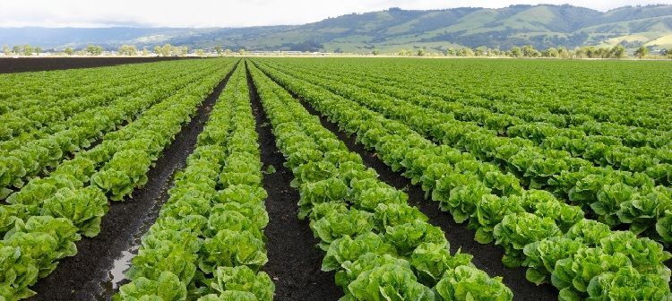 Guía completa del abonado de la lechuga
