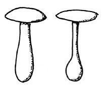 claviforme bulboso